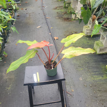 Load image into Gallery viewer, Philodendron Orange Marmalade, Exact Plant Ships Nationwide
