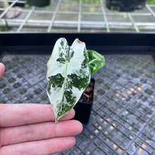 Load image into Gallery viewer, Alocasia Frydek, Exact Plant Variegated
