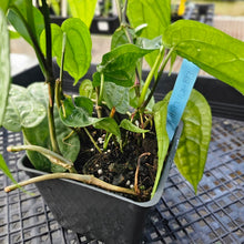 Load image into Gallery viewer, Anthurium Sp. Limon, Exact Plant Multi pot of 4 Ships Nationwide
