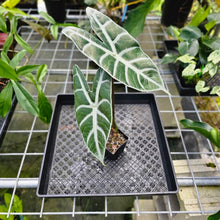 Load image into Gallery viewer, Alocasia Longiloba Lowii, Exact Plant medium
