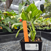 Load image into Gallery viewer, Monstera Lechleriana , Exact Plant Variegated Ships Nationwide
