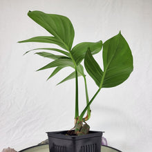 Load image into Gallery viewer, Rhaphidophora Decursiva 4" pot, Fedex 2day*
