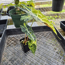 Load image into Gallery viewer, Alocasia Sanderiana Bull Aurea, Exact Plant Variegated
