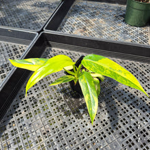 Load image into Gallery viewer, Philodendron Domesticum Variegated exact plant, Fedex 2day*
