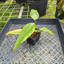 Load image into Gallery viewer, Philodendron Strawberry Shake, Exact Plant Variegated Ships Nationwide
