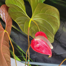 Load image into Gallery viewer, Anthurium Moodeanum x Andraeanum, Exact Plant, Speckled Ships Nationwide
