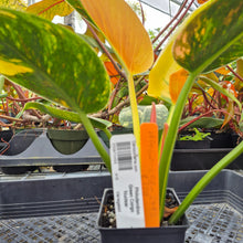 Load image into Gallery viewer, Philodendron Green Congo Nuclear, Exact Plant Variegated Ships Nationwide
