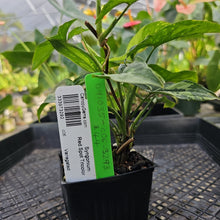 Load image into Gallery viewer, Syngonium Red Spot Tricolor, Exact Plant Variegated Ships Nationwide
