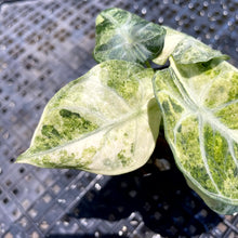 Load image into Gallery viewer, Alocasia Ninja, Exact Plant Variegated Ships Nationwide
