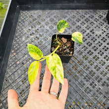 Load image into Gallery viewer, Epipremnum Pinnatum Sunburst, Exact Plant Variegated Ships Nationwide
