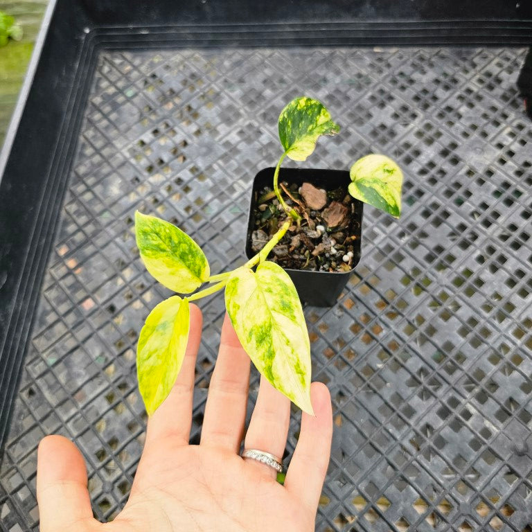 Epipremnum Pinnatum Sunburst, Exact Plant Variegated Ships Nationwide