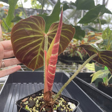Load image into Gallery viewer, Philodendron Verrucosum Amazon Sunset exact plant, Fedex 2day*
