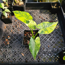 Load image into Gallery viewer, Alocasia Gageana Aurea, Exact Plant Variegated
