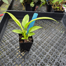 Load image into Gallery viewer, Anthurium Vittarifolium , Exact Plant Variegated Ships Nationwide
