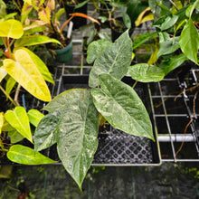 Load image into Gallery viewer, Alocasia Wentii, Exact Plant Variegated
