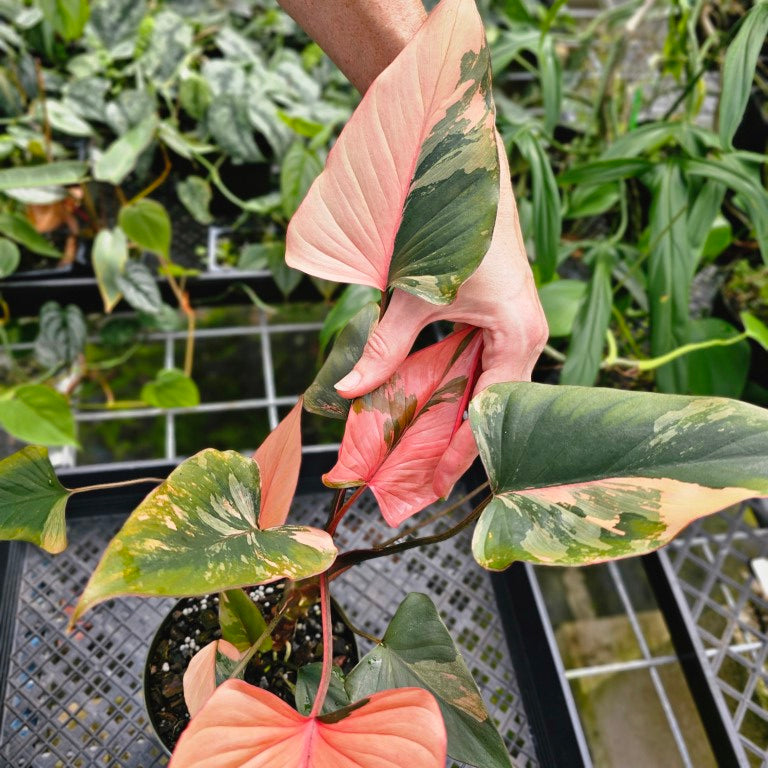 Homalomena Rubescens Pink Diamond, Exact Plant Variegated With babies