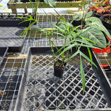 Load image into Gallery viewer, Philodendron Polypodoides, Exact Plant Ships Nationwide
