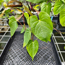 Load image into Gallery viewer, Anthurium Red Beauty, Exact Plant
