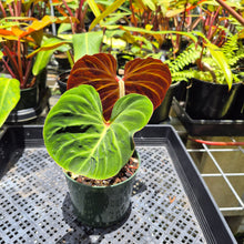 Load image into Gallery viewer, Philodendron Verrucosum Amazon Sunset, Exact Plant Ships Nationwide
