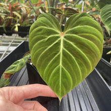 Load image into Gallery viewer, Philodendron Verrucosum Amazon Sunset exact plant, Fedex 2day*
