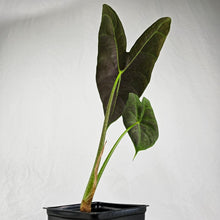 Load image into Gallery viewer, Alocasia Grandis, Exact Plant
