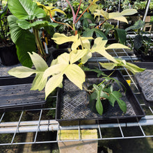 Load image into Gallery viewer, Philodendron Florida Ghost exact plant, Fedex 2day*
