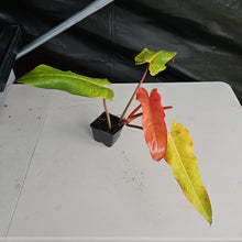 Load image into Gallery viewer, Philodendron Orange Marmalade, Autumn Queen 4" pot, Fedex 2day*
