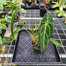Load image into Gallery viewer, Anthurium Warocqueanum, Queen, Exact Plant
