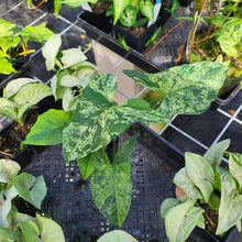 Load image into Gallery viewer, Syngonium Mojito, Exact Plant Variegated Ships Nationwide
