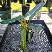 Load image into Gallery viewer, Philodendron Atabapoense Dark Form, Exact Plant Ships Nationwide
