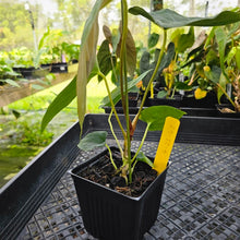 Load image into Gallery viewer, Anthurium Papillilaminum Fort Sherman X ( FS X Ralph Lynam), Exact Plant Ships Nationwide
