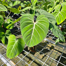 Load image into Gallery viewer, Philodendron Gloriosum, Pink Veined Back, Exact Plant 5&#39;&#39; pot
