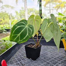 Load image into Gallery viewer, Anthurium Magnificum X Red Crystalinum, Exact Plant Ships Nationwide
