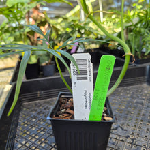 Load image into Gallery viewer, Philodendron Polypodoides, Exact Plant Ships Nationwide
