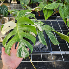 Load image into Gallery viewer, Monstera Borsigiana Albo Deliciosa, Exact Plant Variegated Ships Nationwide
