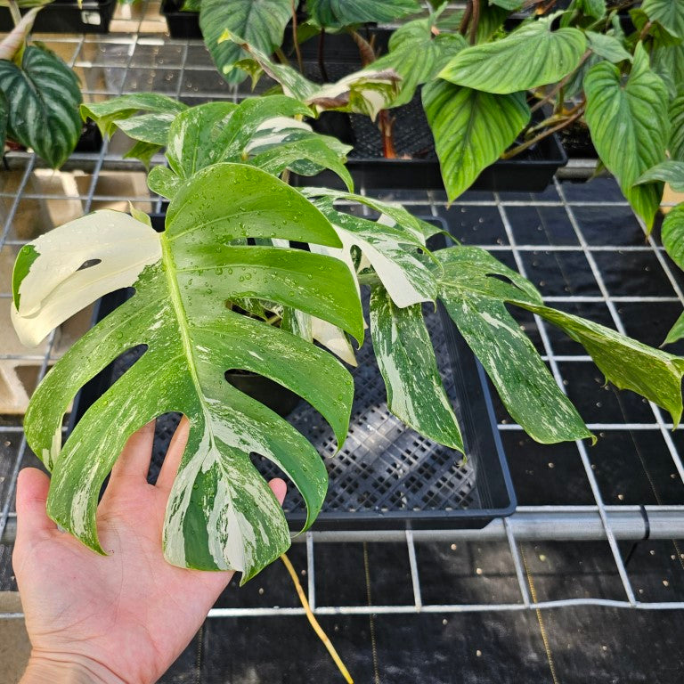 Monstera Borsigiana Albo Deliciosa, Exact Plant Variegated Ships Nationwide