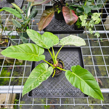 Load image into Gallery viewer, Philodendron Giganteum, Exact Plant Variegated
