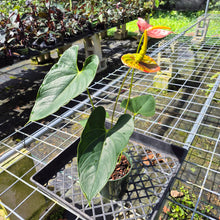 Load image into Gallery viewer, Anthurium Shibori, Exact Plant Variegated
