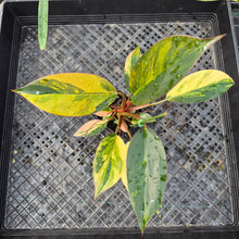 Load image into Gallery viewer, Philodendron Red Congo, Exact Plant Variegated Ships Nationwide

