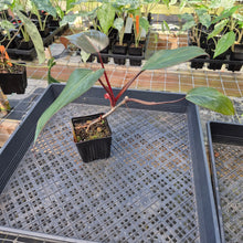 Load image into Gallery viewer, Philodendron Dark Lord, Exact Plant Ships Nationwide
