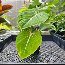 Load image into Gallery viewer, Philodendron Gloriosum, Pink Veined Back, Exact Plant 3 growth points
