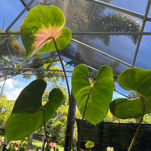 Load image into Gallery viewer, Anthurium Anuenue Obake Bicolor pink/green Fedex 2day
