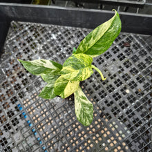 Load image into Gallery viewer, Rhaphidophora Puberula, Exact Plant Variegated Ships Nationwide
