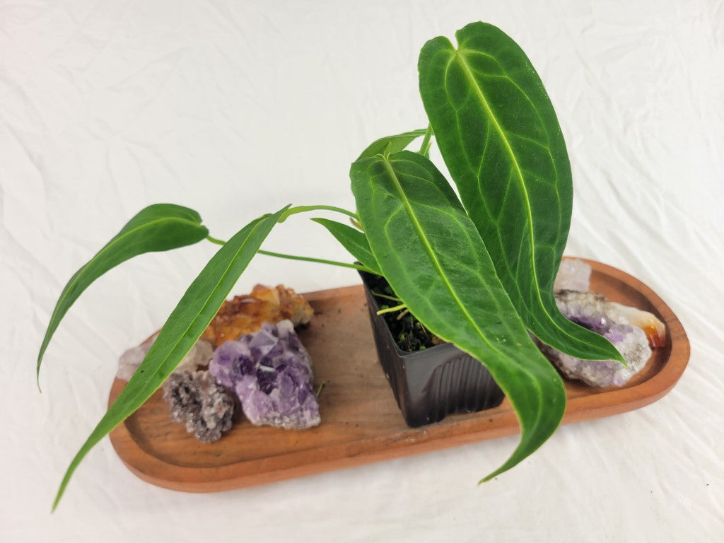 Anthurium Warocqueanum, Queen, Exact Plant