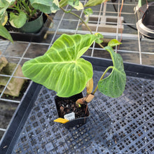 Load image into Gallery viewer, Philodendron Verrucosum Pseudoverrucosum Croat , Exact Plant Ships Nationwide
