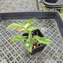 Load image into Gallery viewer, Syngonium Red Spot Tricolor Variegated exact plant, Fedex 2day*
