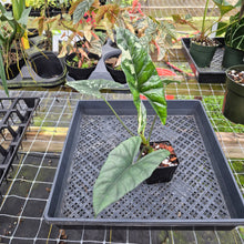 Load image into Gallery viewer, Alocasia Simpo Albo, Exact Plant, Ships Nationwide
