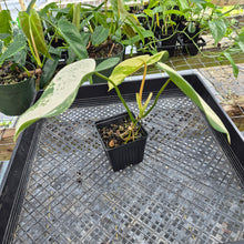 Load image into Gallery viewer, Philodendron Ilsemanii, Exact Plant Variegated Ships Nationwide
