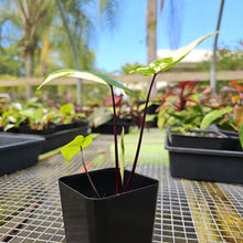 Load image into Gallery viewer, Alocasia Macrorhizza Black Stem, Exact Plant Variegated
