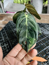 Load image into Gallery viewer, Philodendron Melanochrysum, Exact Plant Variegated Ships Nationwide
